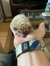 Hedgehog