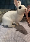 Luna RABBIT