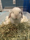 Snowball RABBIT