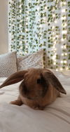 Lilo RABBIT