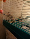 Almond and Peanut GERBILS