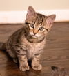 Paddy KITTEN