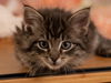 Ciryl KITTEN