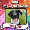 Willow Lizman