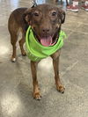 Mardi Barkville*