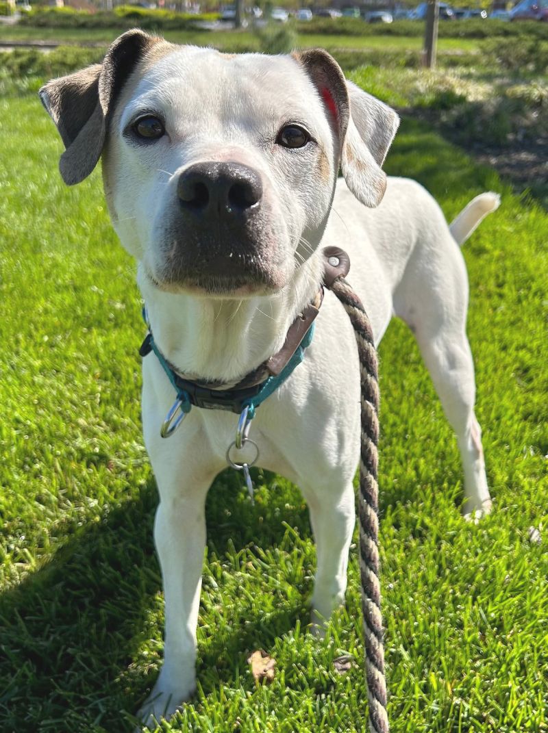 Spot Rescue Dogs Dog for Adoption - Spot SCAS, a Boxer in Sleepy Hollow, NY | Alpha Paw