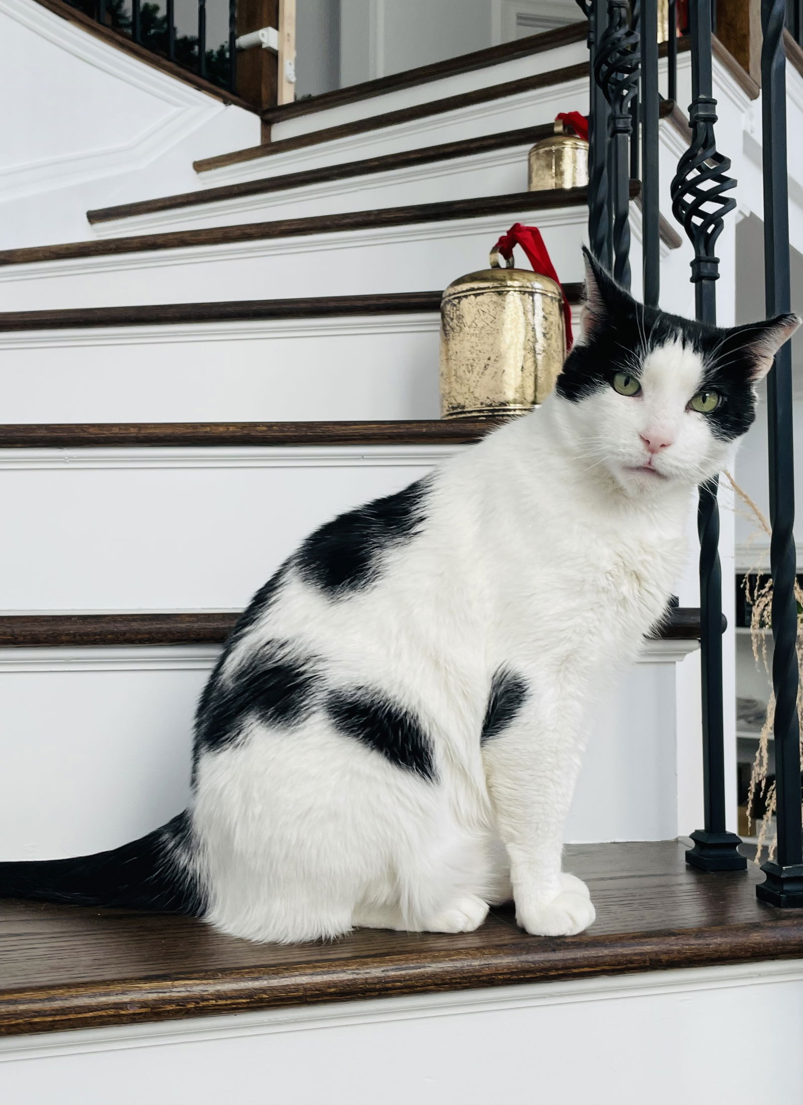 adoptable Cat in Rockaway, NJ named Marshmallow