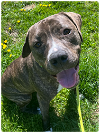 adoptable Dog in rockaway, NJ named Owen Hill