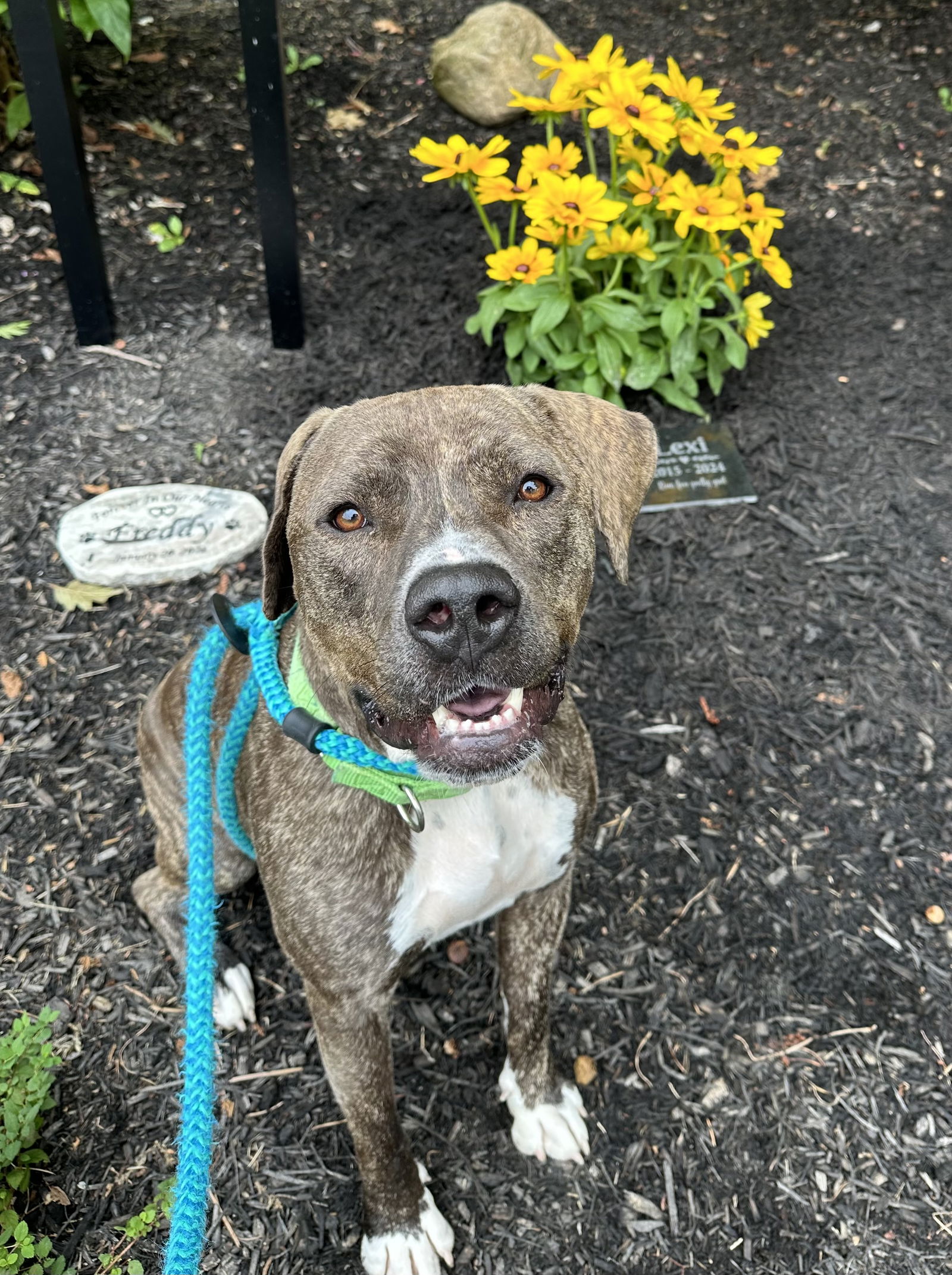 adoptable Dog in Rockaway, NJ named Owen Hill