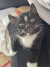 Harley's Pipi KITTEN