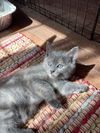 Harley's Penelope KITTEN