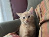 Harley's Pierre KITTEN