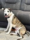 Chanel Davis Lonestar