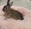 Carrot RABBIT