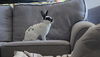 Lola RABBIT
