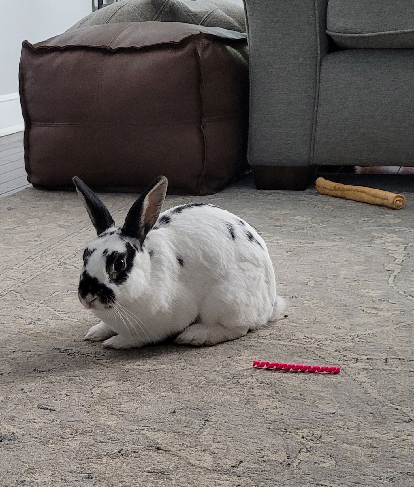 adoptable Rabbit in Rockaway, NJ named Lola 2 RABBIT