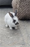 adoptable Rabbit in  named Clover RABBIT