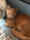 Cinnamon KITTEN