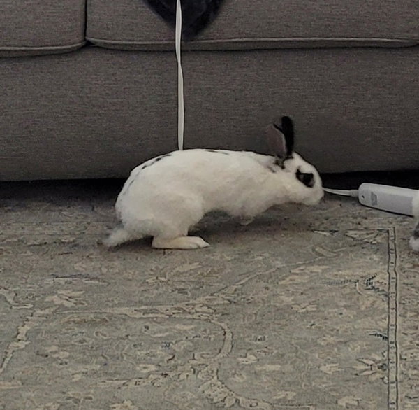 Poppy RABBIT