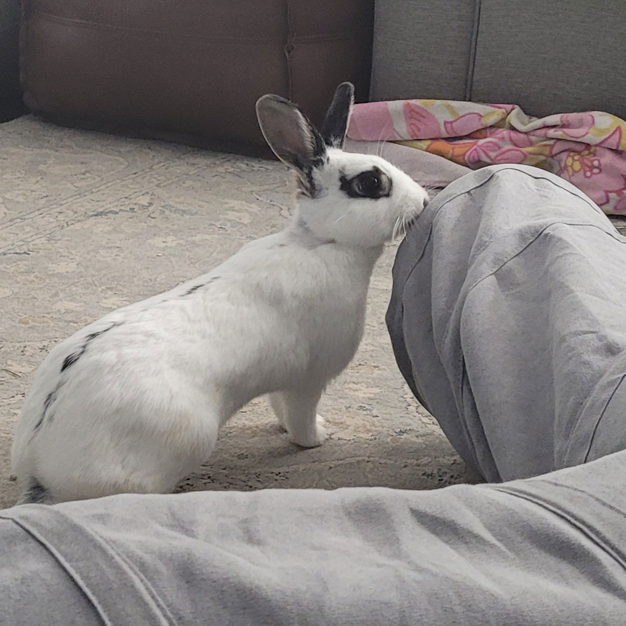 adoptable Rabbit in Rockaway, NJ named Poppy RABBIT