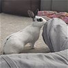 adoptable Rabbit in rockaway, NJ named Poppy RABBIT