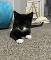 Milo KITTEN