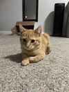 Oscar KITTEN