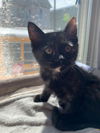 Mikasa's Misha KITTEN