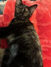 Matilda KITTEN RM