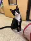 Winnie 2 KITTEN RPS