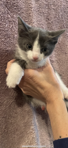 Maxine's Cain KITTEN
