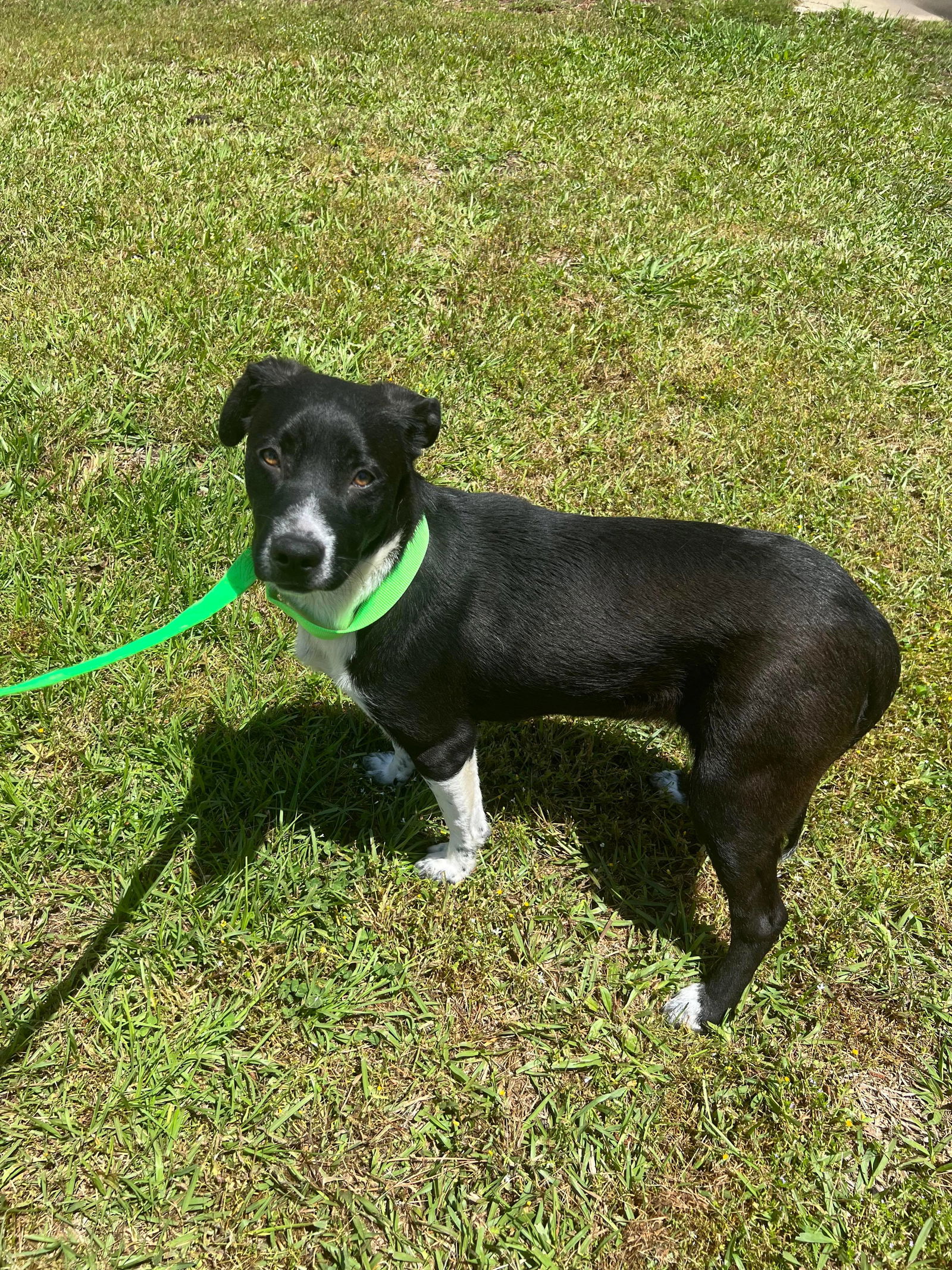 Dog for Adoption - Olivia Louisiana, a Border Collie in Clinton, NJ ...