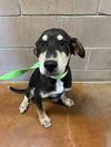 Luigi (Louie) Louisiana