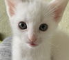 Snowy's Allie KITTEN