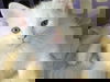 Snowy's Caterina KITTEN