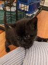 Cinnamon's Ursa KITTEN