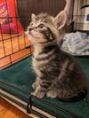 Cinnamon's Stripy KITTEN