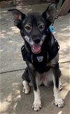 adoptable Dog in , NJ named Koa Barkville
