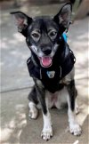 adoptable Dog in rockaway, NJ named Koa Barkville