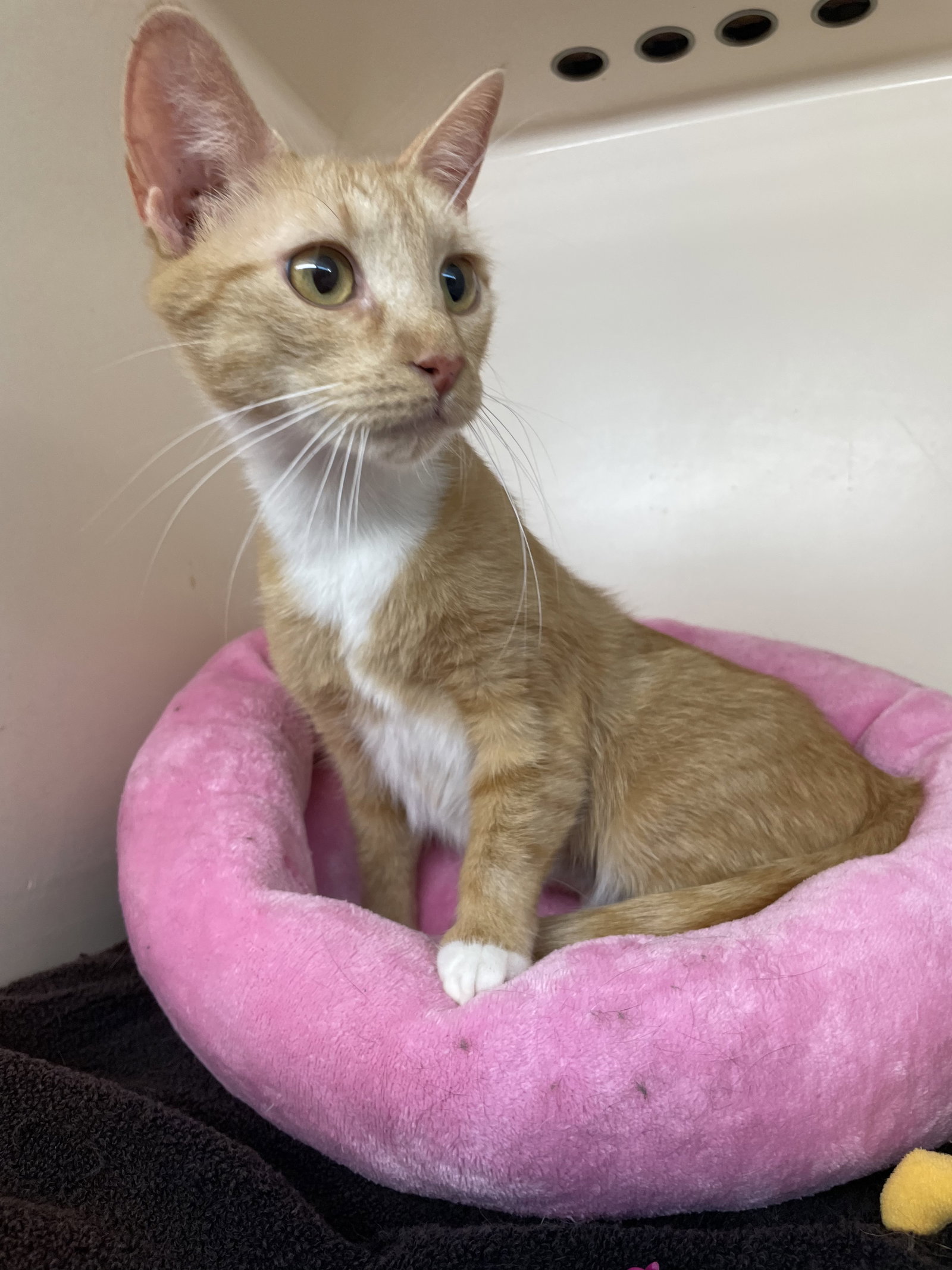 Cats for Adoption in Beaver Dam Lake, New York Alpha Paw