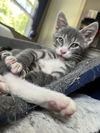Tabasco KITTEN
