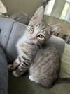 Texas Pete KITTEN