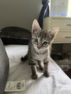 Valentina KITTEN