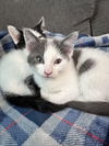 Dusty KITTEN