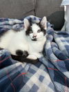 Buttons KITTEN
