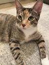 Lulu