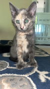 Mia KITTEN
