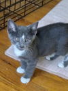 January's August KITTEN