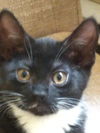 January's May KITTEN