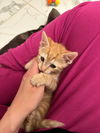 Simone KITTEN